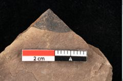 Foto (Detailsansicht) von Quercus palaeoilex Ettingshausen (NHMW-GEO-2024-0188-0848)